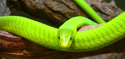 Eine grüne Mamba, sie ist eine gelb-grüne Gift-Schlange
